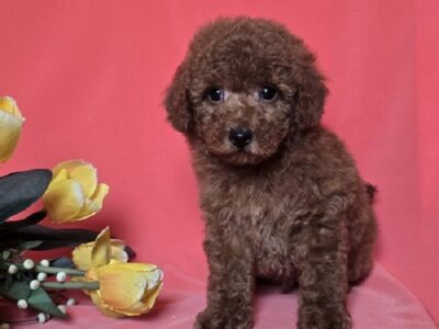 Red toy/mini poodle