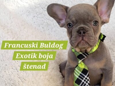 French Bulldog puppies exotic color