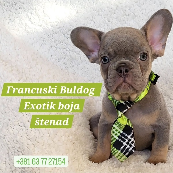 French Bulldog puppies exotic color