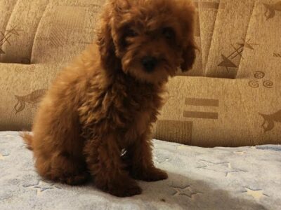 Red toy poodle