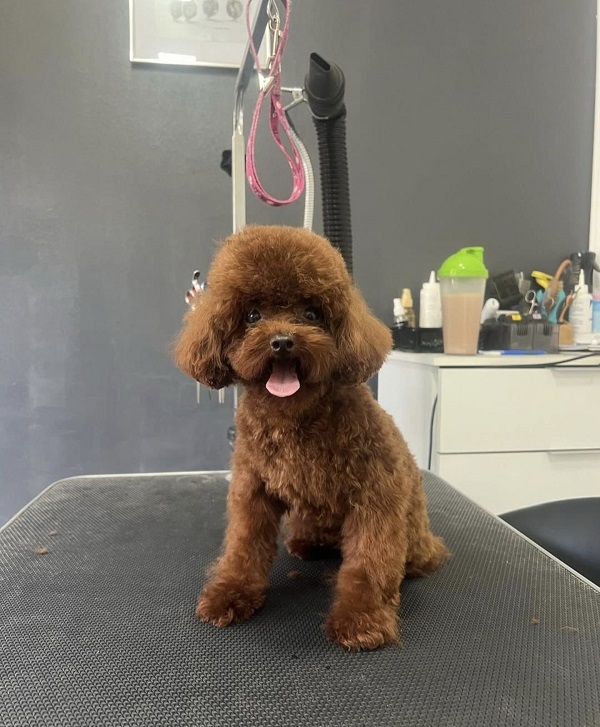 Red teacup poodle