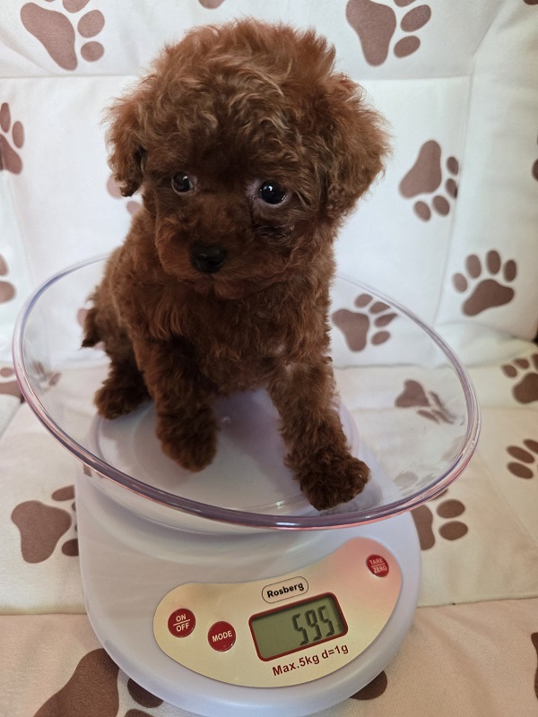 Red teacup poodle