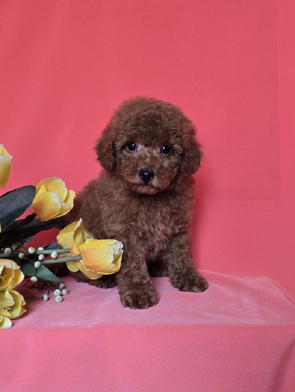 Red toy/mini poodle