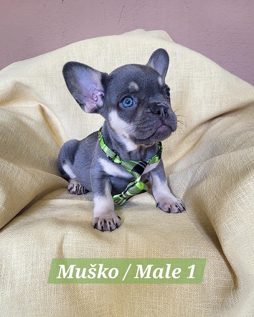 French Bulldog puppies exotic color