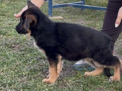 GERMAN SHEPHERD puppies