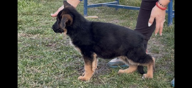 GERMAN SHEPHERD puppies