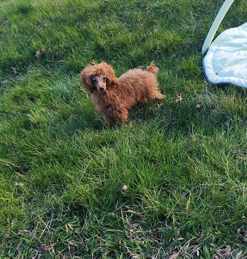 Red toy poodle