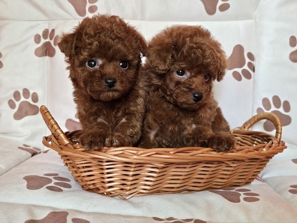 Red teacup poodle