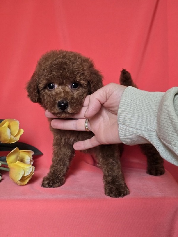 Red toy/mini poodle