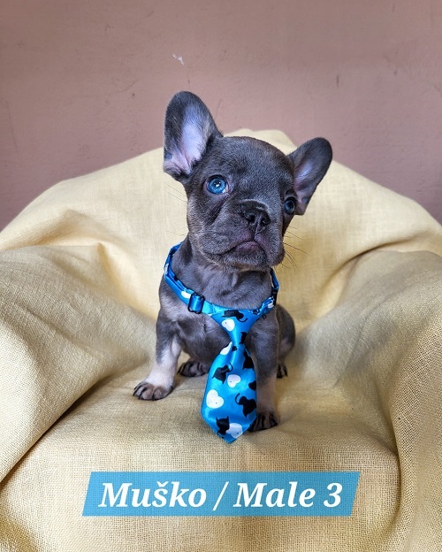 French Bulldog puppies exotic color