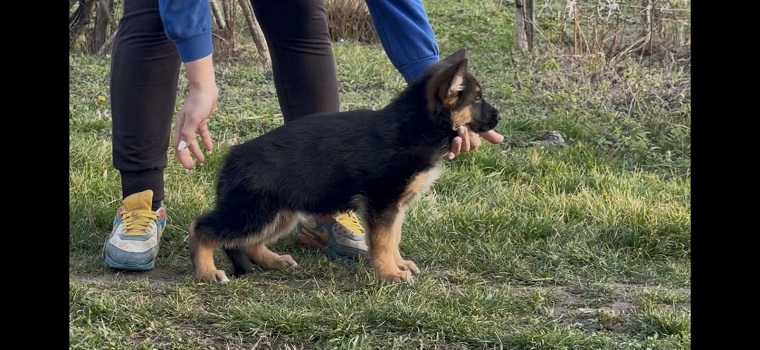 GERMAN SHEPHERD puppies
