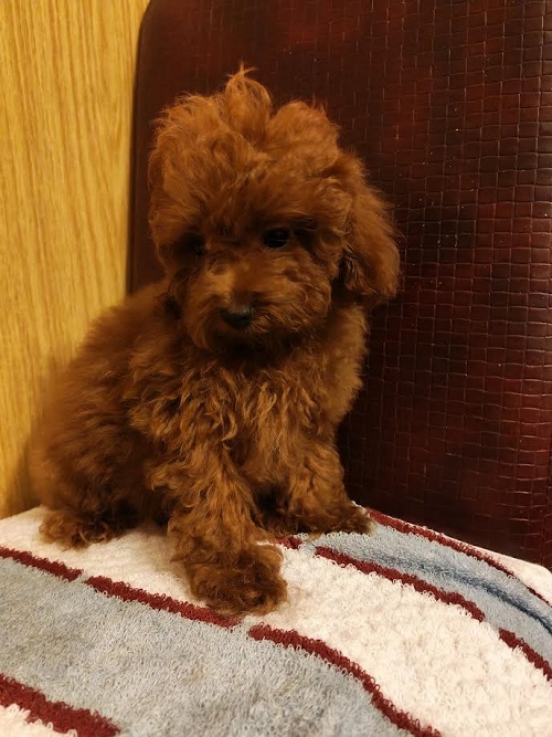 Red toy poodle