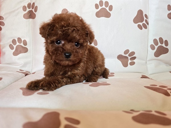 Red teacup poodle