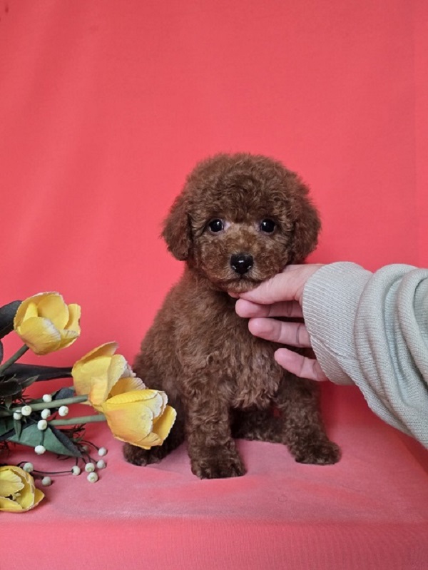 Red toy/mini poodle