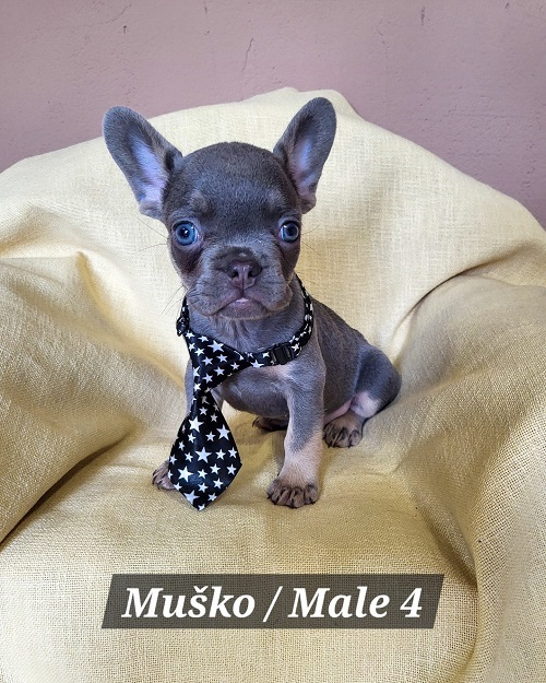French Bulldog puppies exotic color