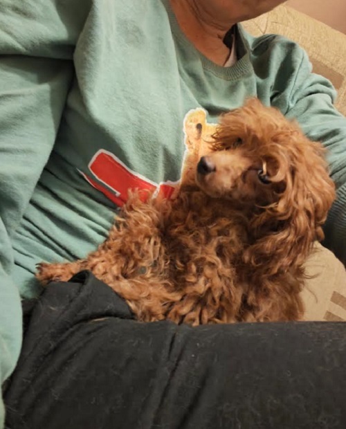 Red toy poodle