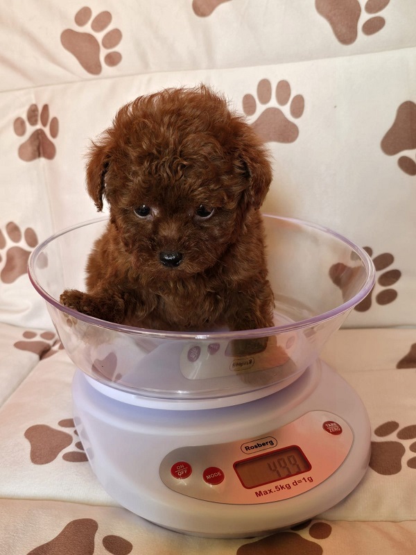 Red teacup poodle