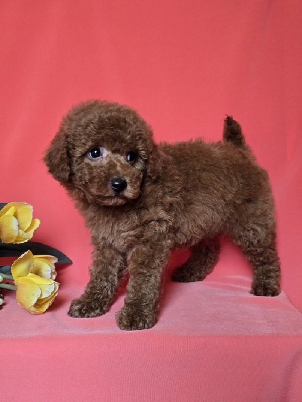 Red toy/mini poodle
