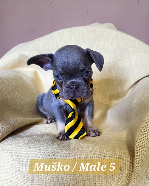 French Bulldog puppies exotic color