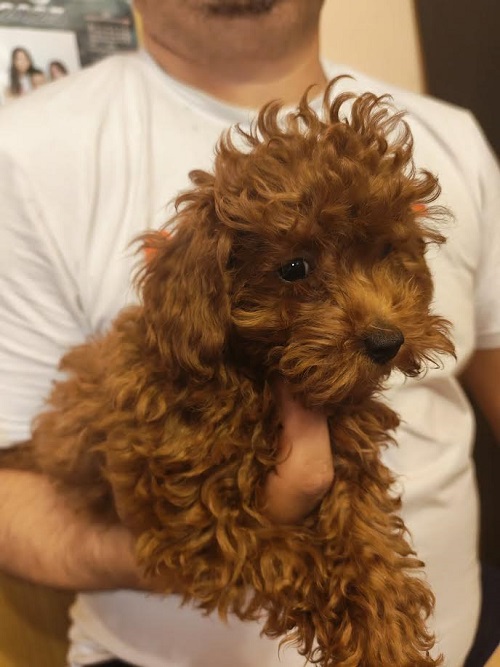 Red toy poodle