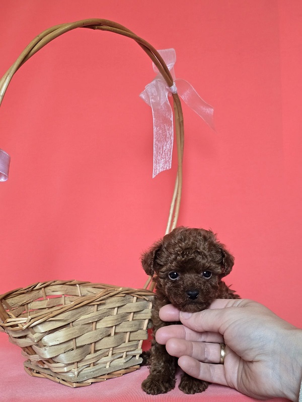 Red teacup poodle