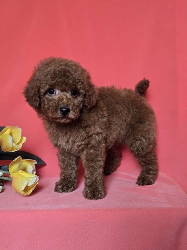 Red toy/mini poodle