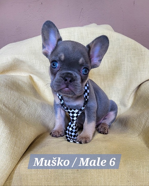 French Bulldog puppies exotic color