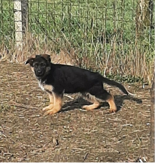 GERMAN SHEPHERD puppies