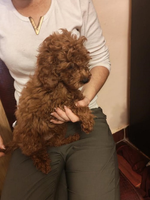 Red toy poodle