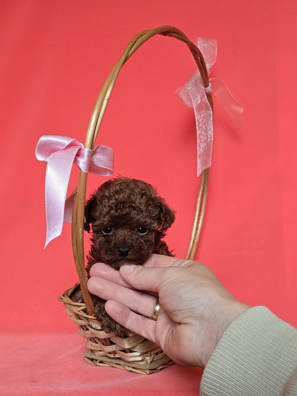 Red teacup poodle