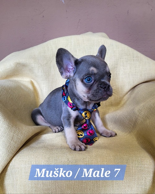 French Bulldog puppies exotic color