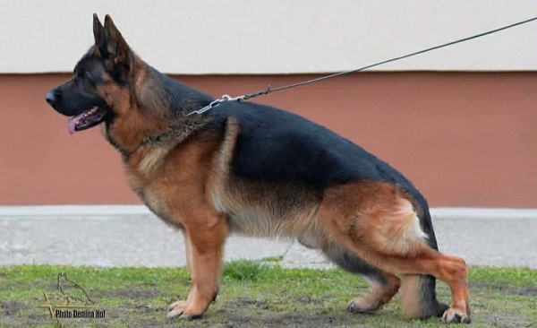 GERMAN SHEPHERD puppies