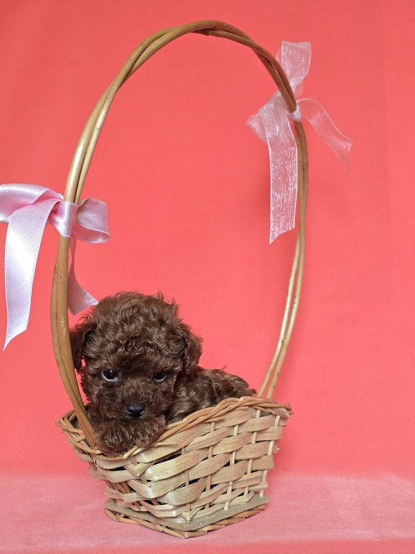 Red teacup poodle