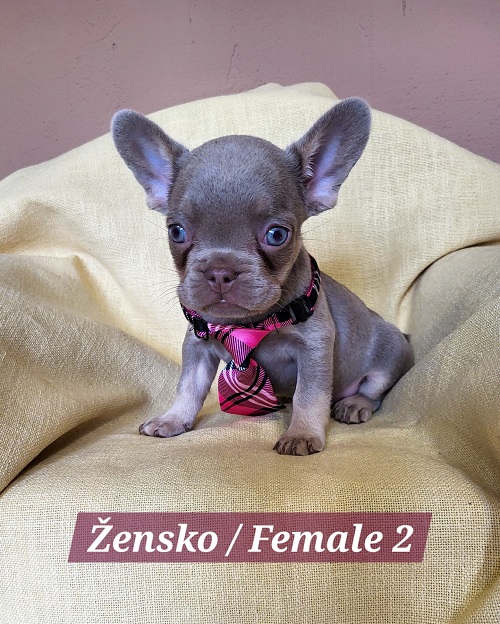 French Bulldog puppies exotic color