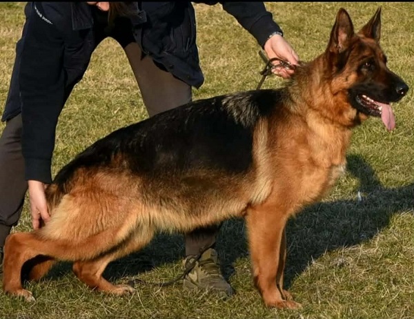 GERMAN SHEPHERD puppies