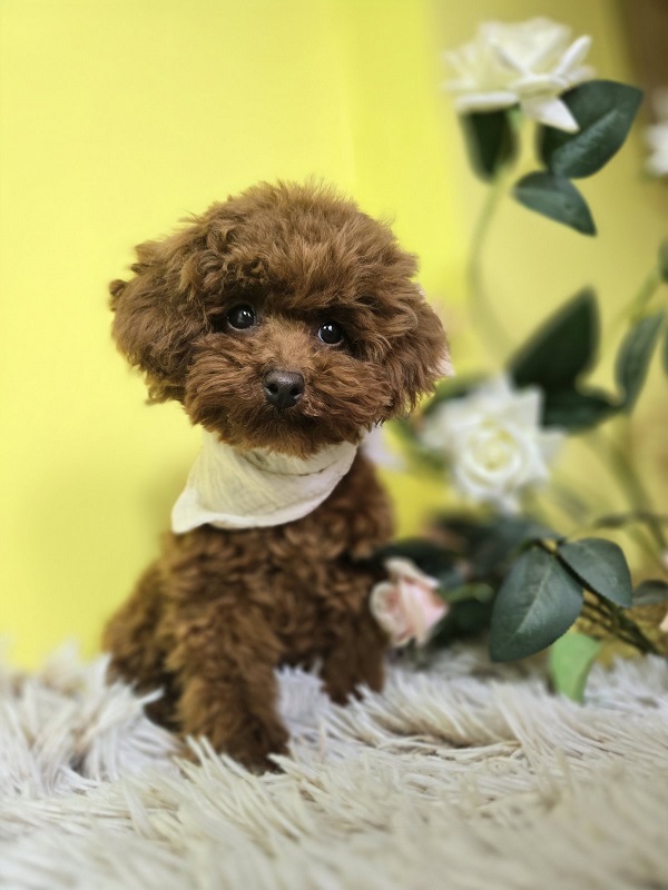 Red teacup poodle