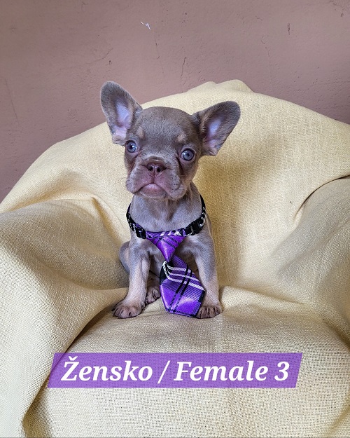 French Bulldog puppies exotic color