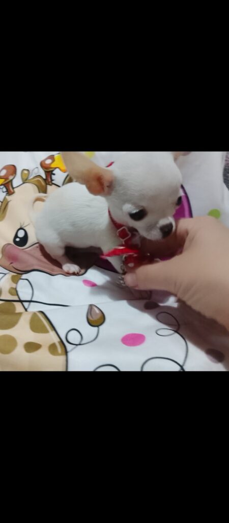 MINI ČIVAVE