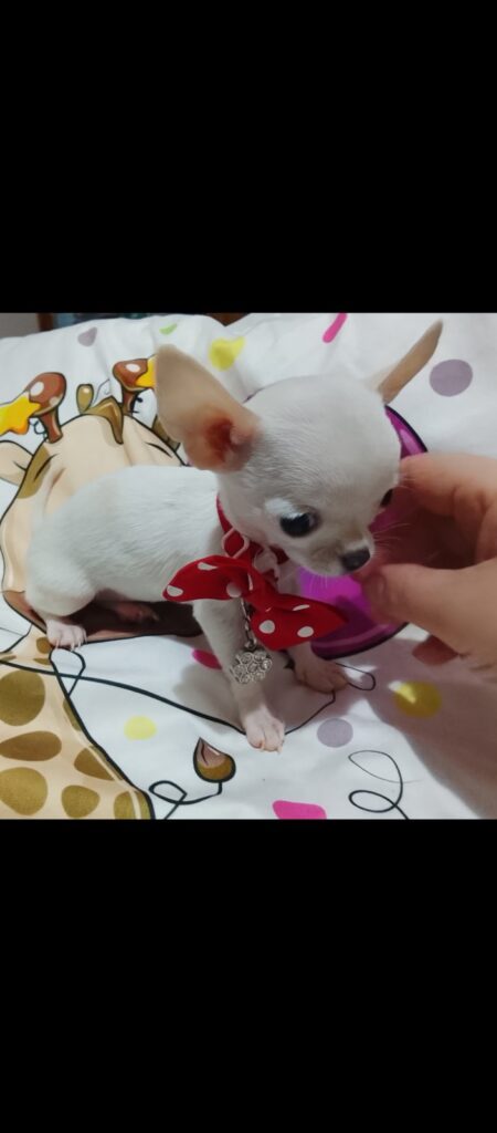 MINI ČIVAVE