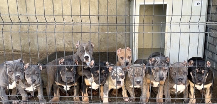 American bully XL / XXL