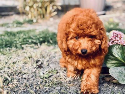 Red miniature poodle