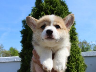 Welsh Corgi - Pembroke