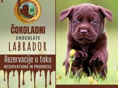 Brown Labrador puppies