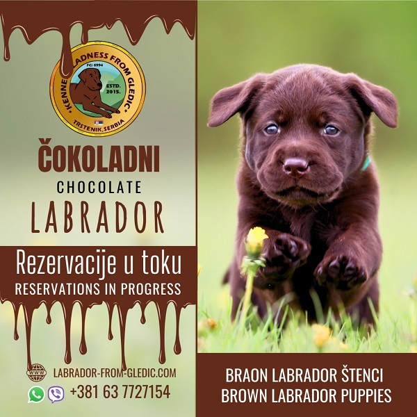 Brown Labrador puppies