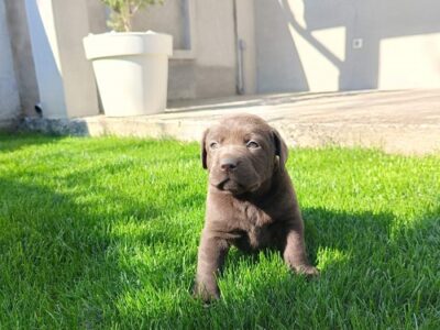 Chocolate labrador puppies