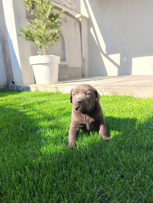 Chocolate labrador puppies