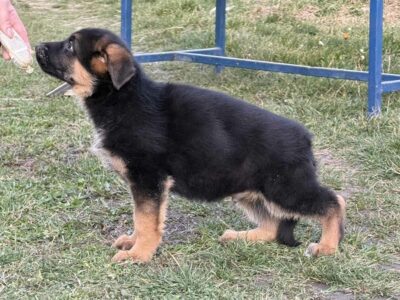 GERMAN SHEPHERD puppies
