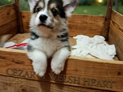 Corgi puppies for sale
