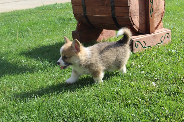 Welsh Corgi - Pembroke