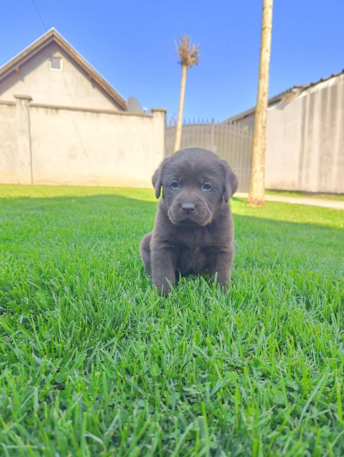 Chocolate labrador puppies